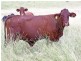 Thangool QLD 4716