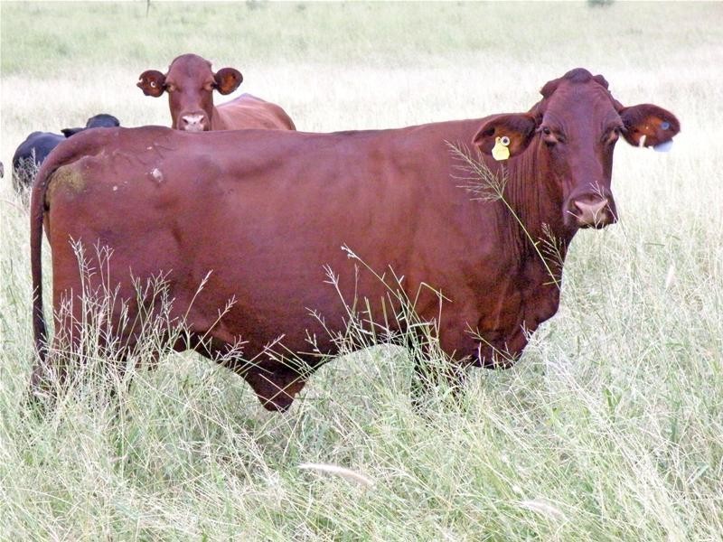 Thangool QLD 4716