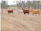 Orange Creek QLD 4715