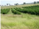 Biloela QLD 4715
