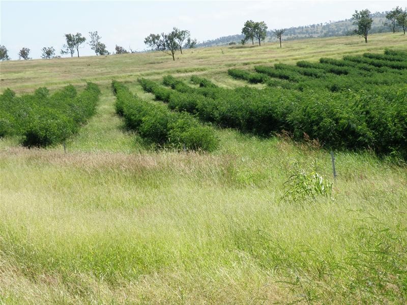 Biloela QLD 4715