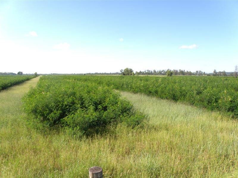 Biloela QLD 4715