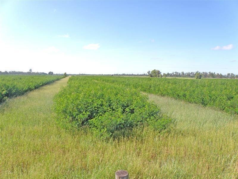 Biloela QLD 4715