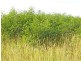 Biloela QLD 4715