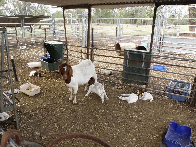 80 Linkes Road, Biloela QLD 4715