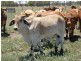 Goovigen QLD 4702