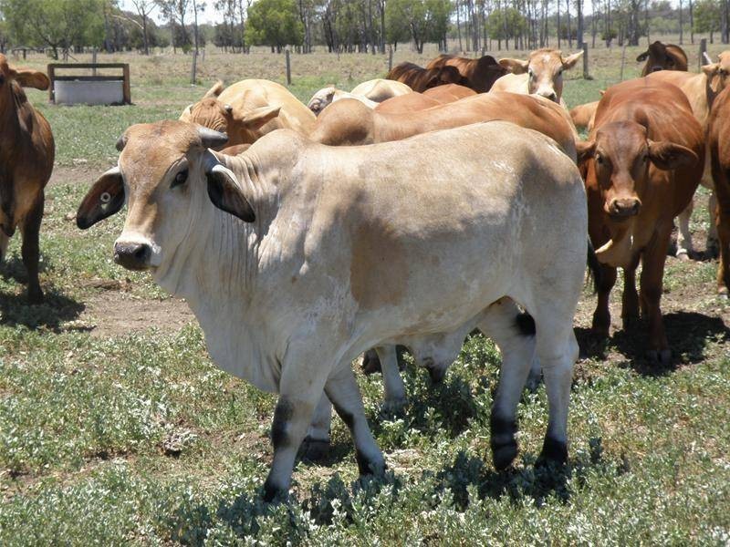 Goovigen QLD 4702