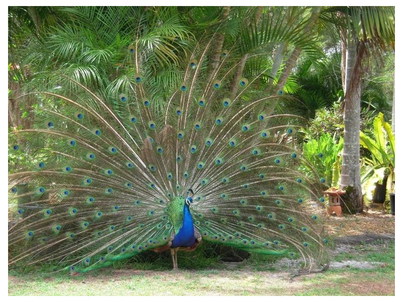 1311 Wardell Road, Meerschaum Vale NSW 2477