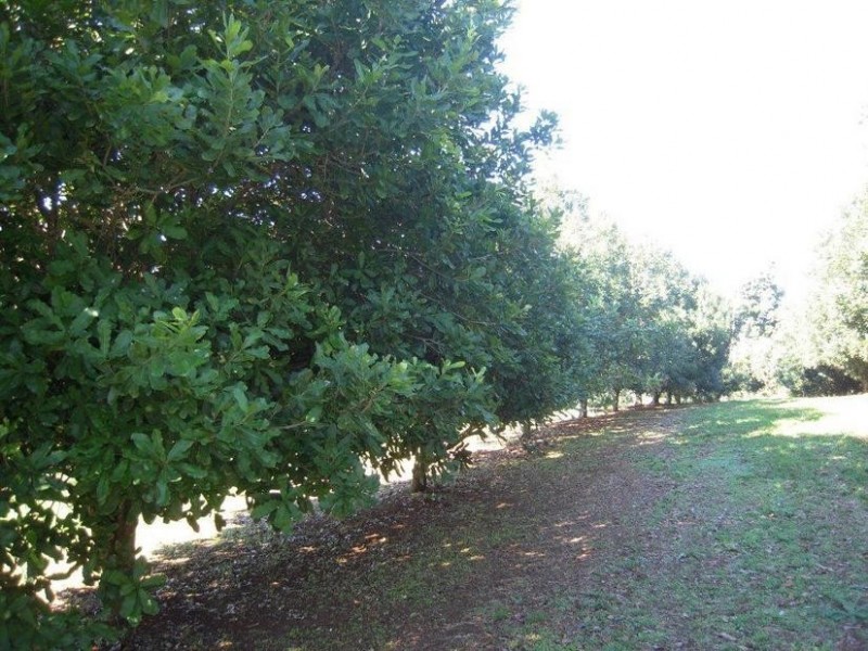 567 Humpty Back Rd, Pearces Creek NSW 2477