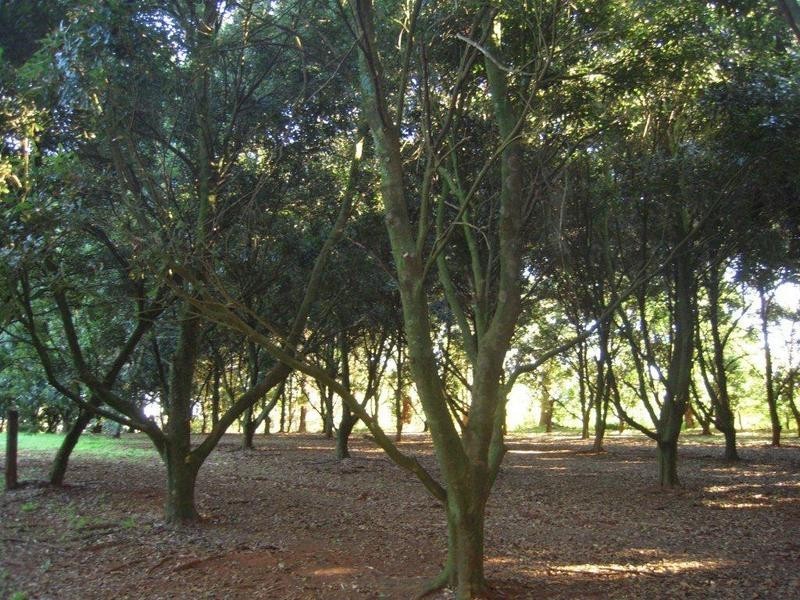 388 Rous Road, Rous Mill NSW 2477