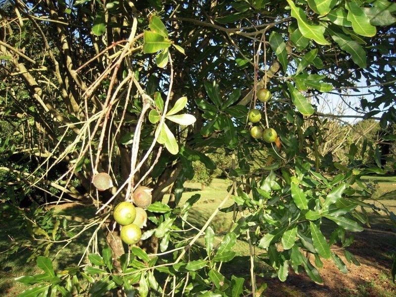 388 Rous Road, Rous Mill NSW 2477