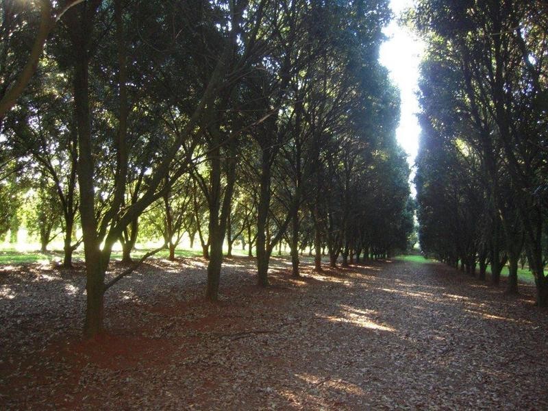 388 Rous Mill Road, Rous Mill NSW 2477