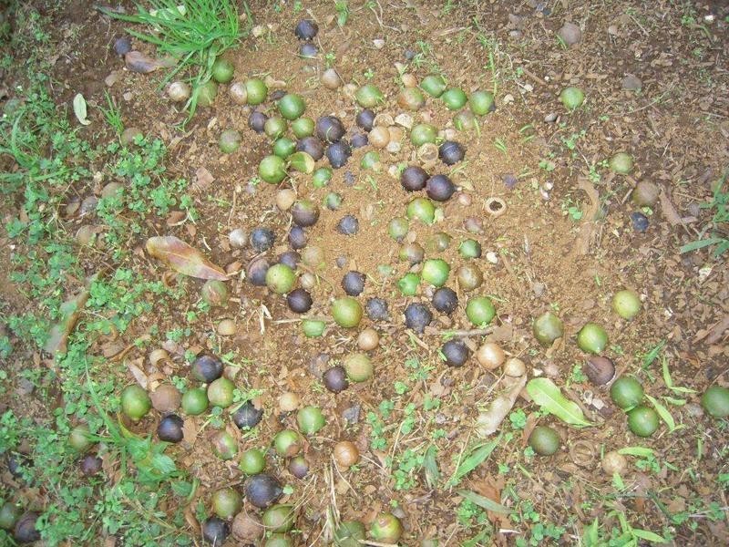 388 Rous Mill Road, Rous Mill NSW 2477