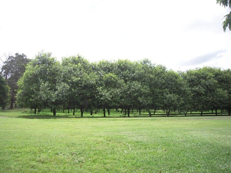 23 Shaws Lane, Tuckombil NSW 2477