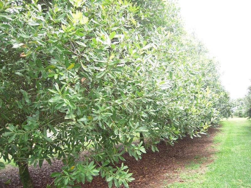 23 Shaws Lane, Tuckombil NSW 2477