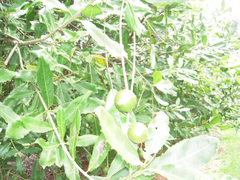 23 Shaws Lane, Tuckombil NSW 2477