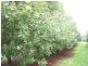 23 Shaws Ln, Tuckombil NSW 2477
