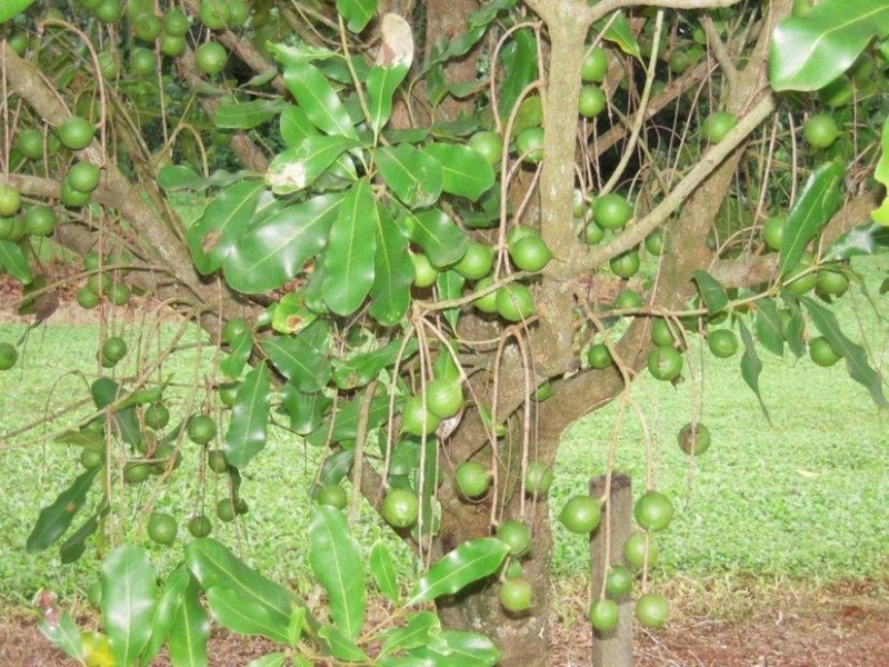 402 Cowlong Road, Mcleans Ridges NSW 2480