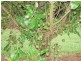 402 Cowlong Rd, Mcleans Ridges NSW 2480