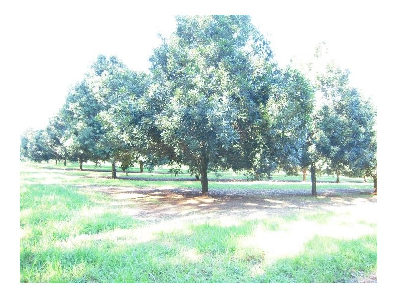 68 Howards Road, Alstonville NSW 2477