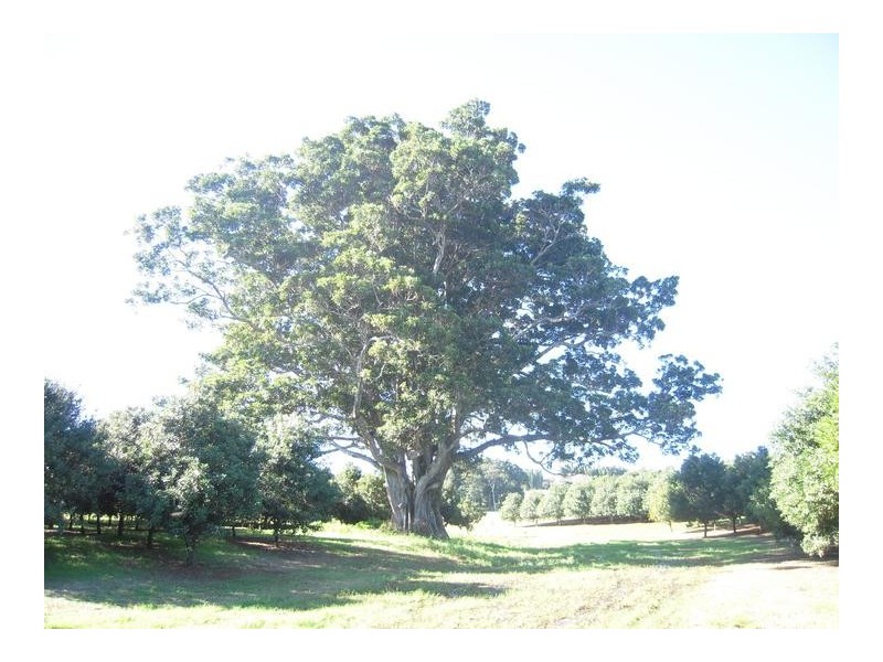 68 Howards Road, Alstonville NSW 2477