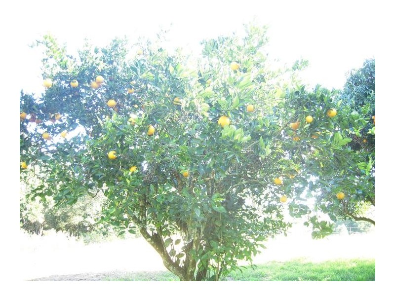 68 Howards Road, Alstonville NSW 2477