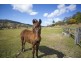 1037 Jiggi Road, Jiggi NSW 2480