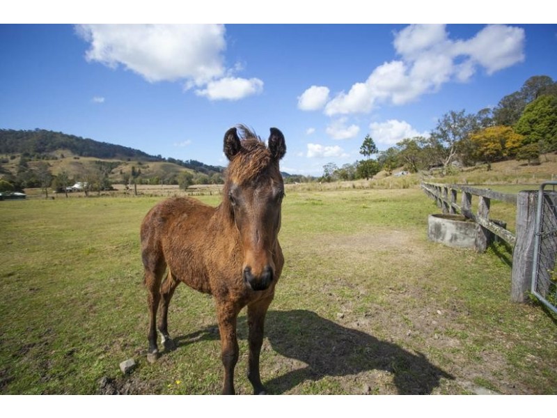 1037 Jiggi Road, Jiggi NSW 2480