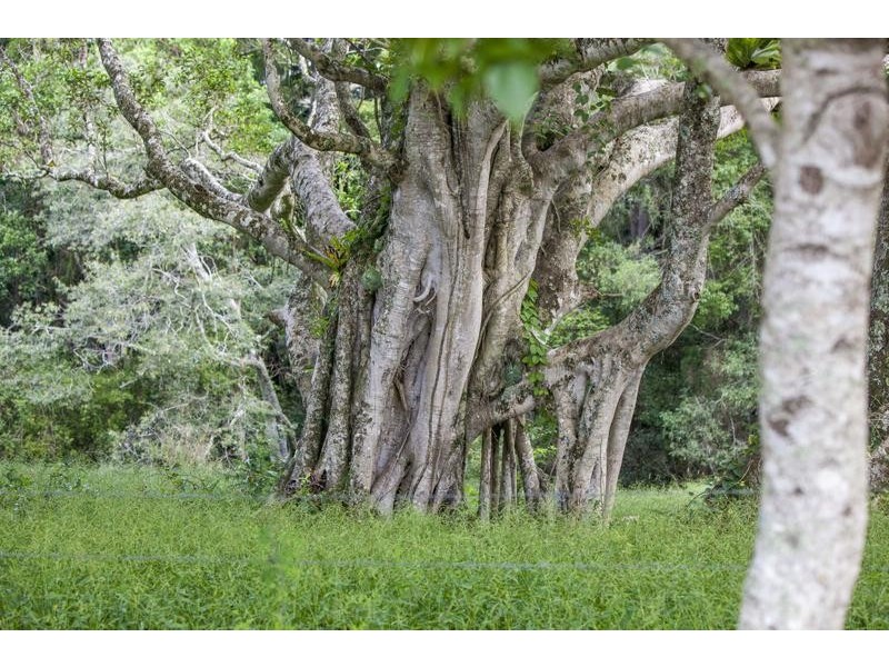 182 Tuckurimba Road, Tuckurimba NSW 2480