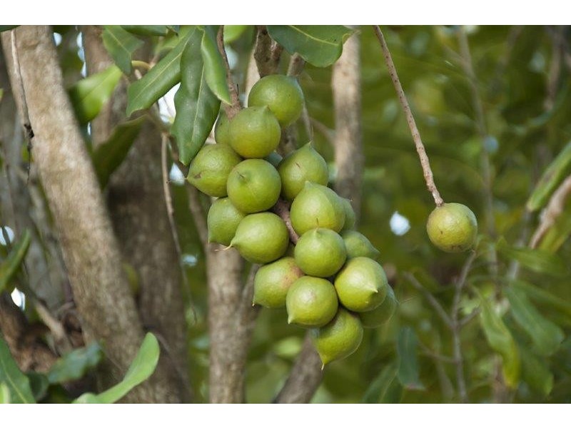 257 North Teven Road, Teven NSW 2478