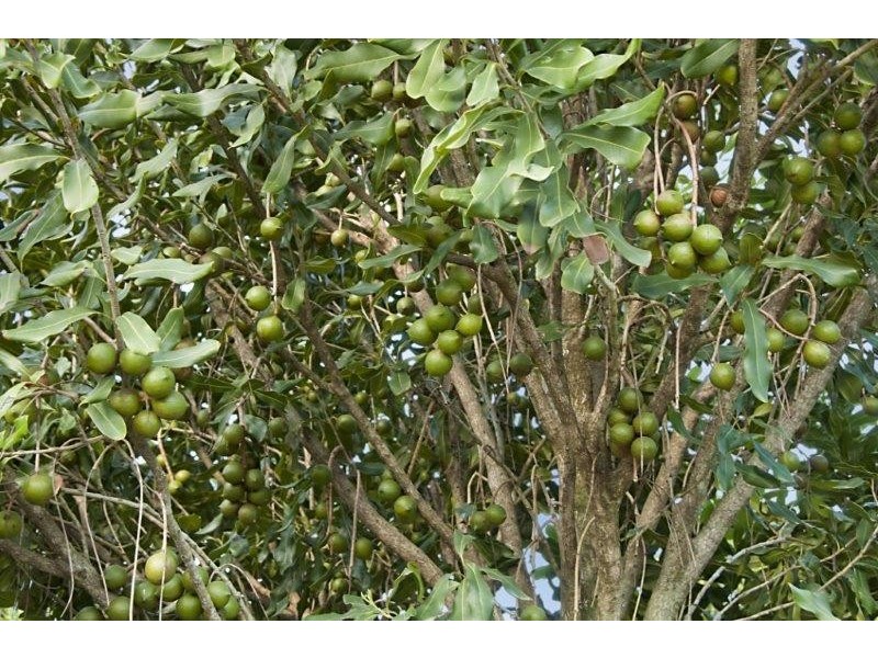 257 North Teven Road, Teven NSW 2478