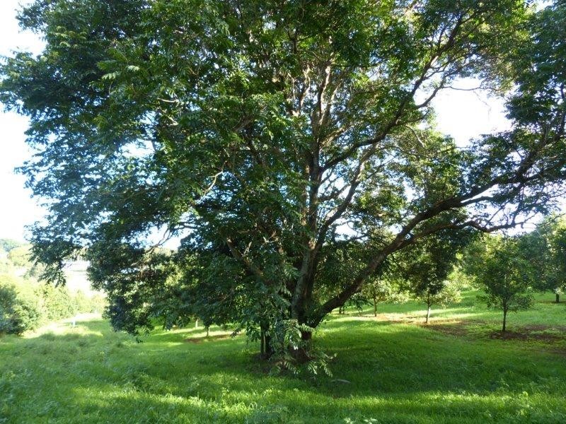 68 Howards Road (access via Teven Rd), Alstonville NSW 2477