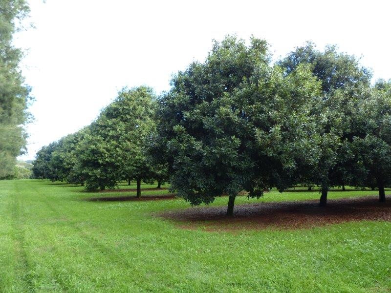 68 Howards Road (access via Teven Road), Alstonville NSW 2477