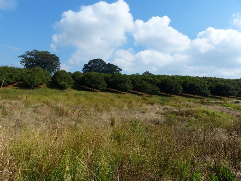 28 Molly’s Grass Road, Tregeagle NSW 2480