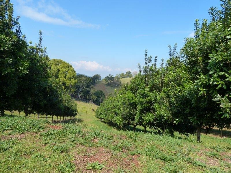 28 Mollys Grass Road, Tregeagle NSW 2480