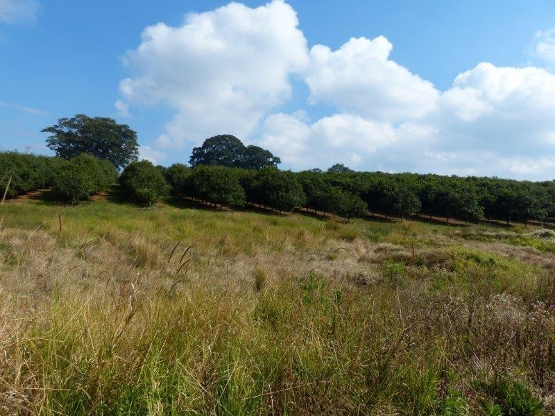 28 Mollys Grass Road, Tregeagle NSW 2480