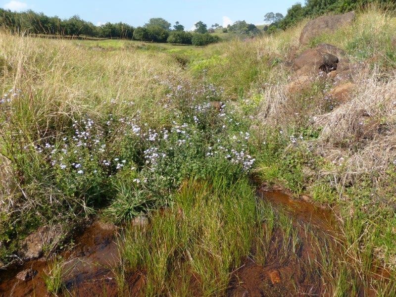 28 Mollys Grass Road, Tregeagle NSW 2480