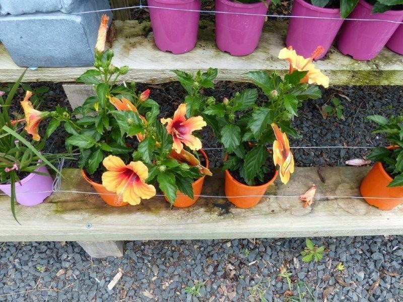 12/18 Country Lane, Casino NSW 2470