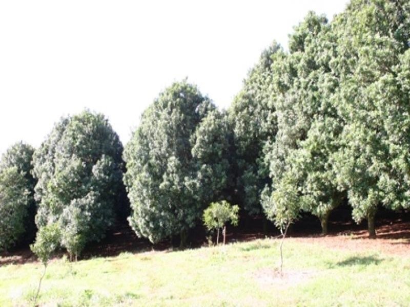 113 Connor Road, Tregeagle NSW 2480