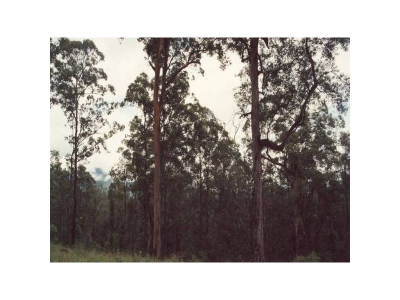 Commissioners Creek NSW 2484