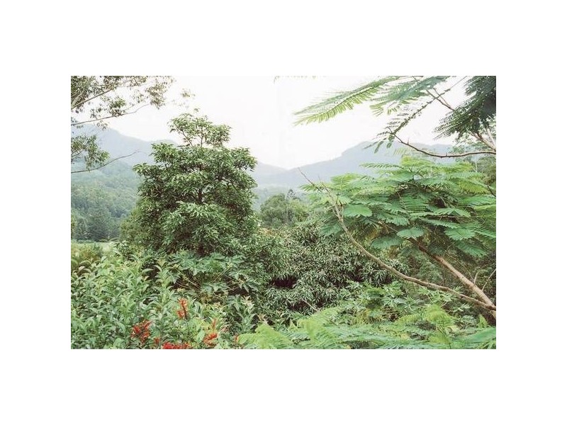 Chillingham NSW 2484