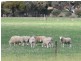 Lot 5 Mallee Sunset Estate Bowhill Road, Burdett via, Murray Bridge SA 5253
