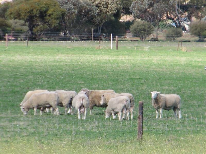 Lot 5 Mallee Sunset Estate Bowhill Road, Burdett via, Murray Bridge SA 5253