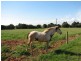 Lot 61 Kepa Road, Murray Bridge SA 5253