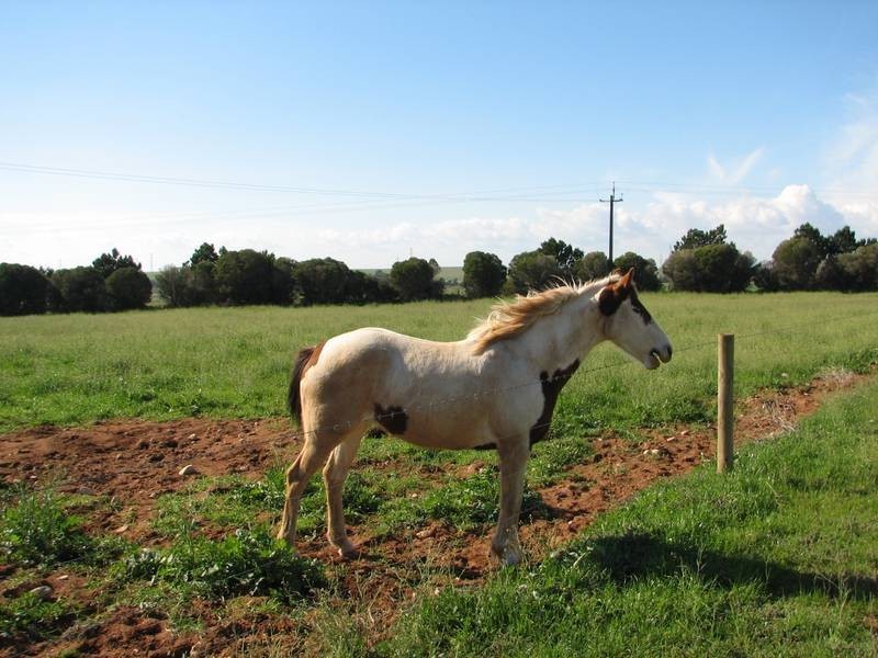 Lot 61 Kepa Road, Murray Bridge SA 5253