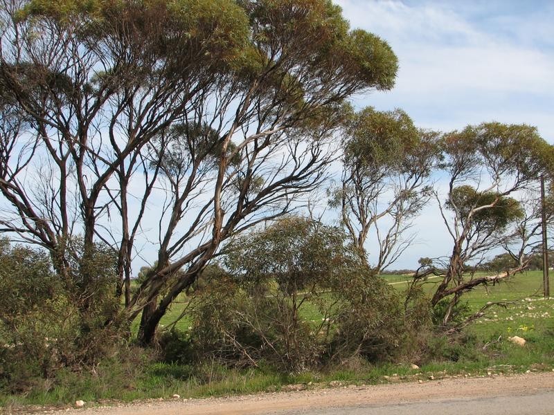 Sect 1119 Rathjen Road, Mypolonga SA 5254
