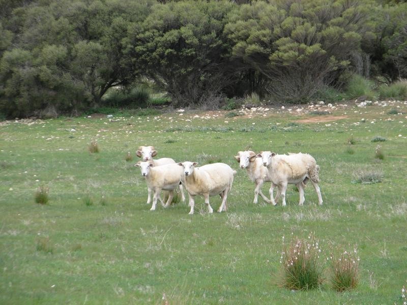 Lot 1 Bullers Road, Murray Bridge SA 5253