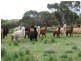 Lot 1 Bullers Road, Murray Bridge SA 5253