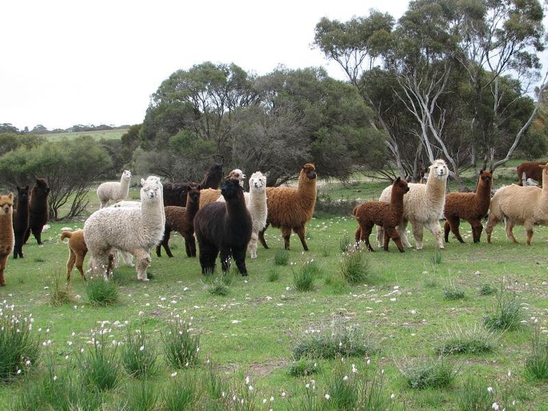 Lot 1 Bullers Road, Murray Bridge SA 5253