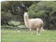 Lot 1 Bullers Road, Murray Bridge SA 5253